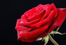 কোন গোলাপ কিসের প্রতীক!!
