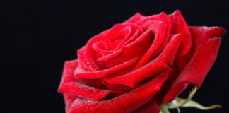 কোন গোলাপ কিসের প্রতীক!!