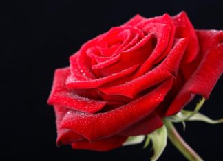 কোন গোলাপ কিসের প্রতীক!!