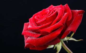 কোন গোলাপ কিসের প্রতীক!!
