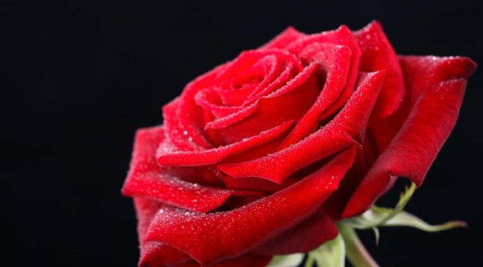 কোন গোলাপ কিসের প্রতীক!!